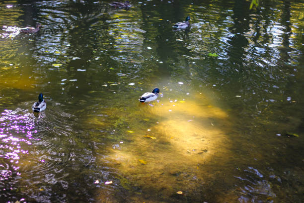 Wild ducks swim in the river