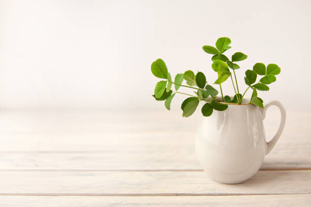 hojas de trébol verde en una jarra blanca sobre un fondo de madera blanca - irish culture fotos fotografías e imágenes de stock