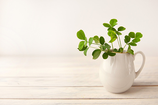 green fresh clover in a white jug on a white wooden background in daylight