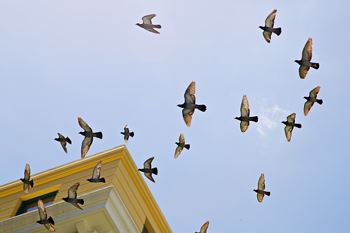 Pigeons fly around a house