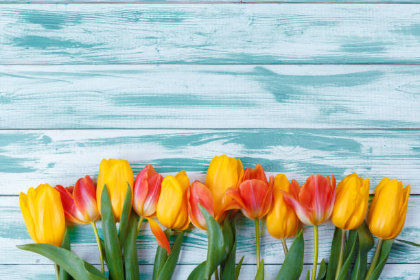 istock Tulips on blue wood background.Image of spring flower. 1301818951