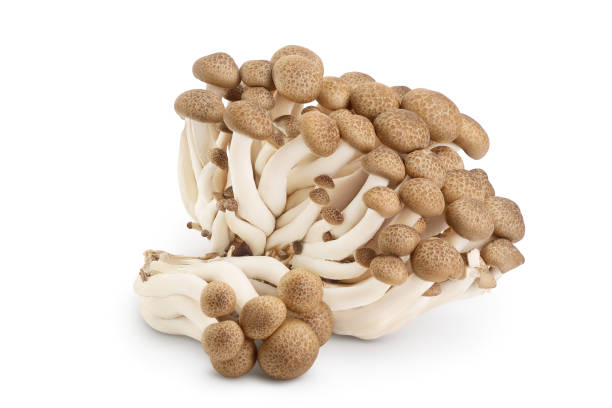 istock Brown beech mushrooms or Shimeji mushroom isolated on white background with clipping path and full depth of field. 1301819091