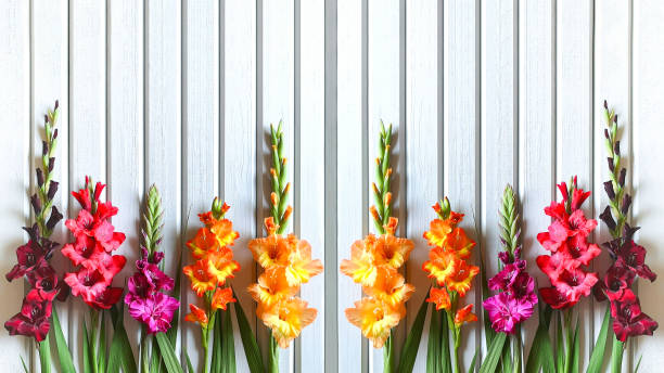 Close up horizontal banner of multicolored varieties of Gladiolus on background of wooden boards painted in gray-white color,mirrored,bright sunny day,natural lighting.Rustic decor style,copy space. de cerca bandera horizontal de variedades multicolores de gladiolus sobre el fondo de tablas de madera pintadas en color gris-blanco, espejado, en el día soleado brillante, iluminación natural. estilo de decoración rústica, copiar espacio