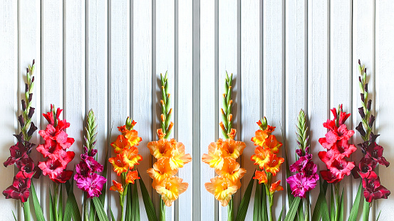Close up horizontal banner of multicolored varieties of Gladiolus on background of wooden boards painted in gray-white color,mirrored,bright sunny day,natural lighting.Rustic decor style,copy space.