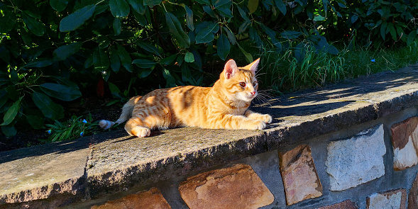 Close up ginger young cat lies on stone parapet in green bush shade,looks intently into distance,sunny summer day.Concept of pet cat on a walk.Diagonal green brown copy space.Healthy red calm kitten