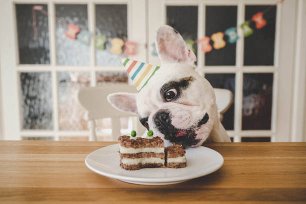 istock Dog birthday celebration with homemade dog cake 1301822013