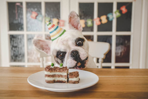 празднование дня рождения собаки с домашним собачьим тортом - happy birthday french bulldog стоковые фото и изображения