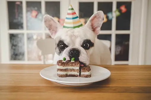Imágenes de Cumpleaños De Perro | Descarga imágenes gratuitas en Unsplash