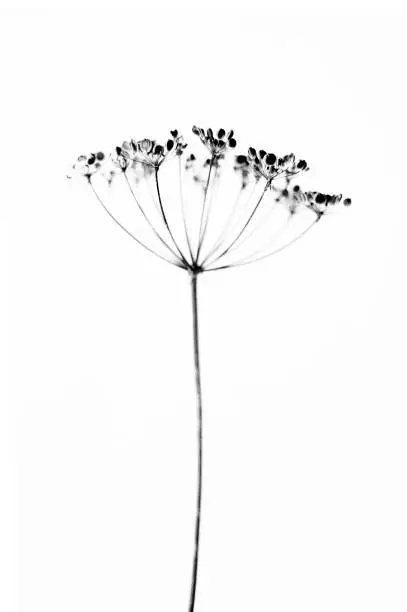 One dry hogweed flower on white background. Black and white, selective focus.