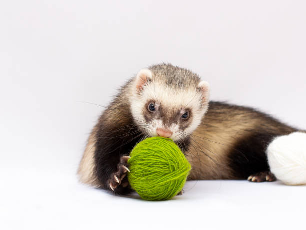 istock ferret playing with a ball. isolated on white background 1301823496