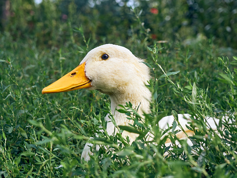 Domestic duck on the farm.