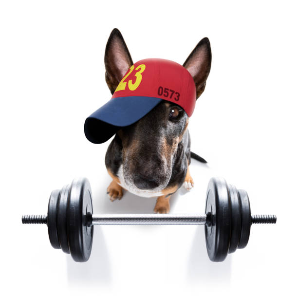 personal trainer dog fitness bull terrier dog lifting a heavy big dumbbell, as personal trainer , isolated on white background and a banana fruit pražský krysařík stock pictures, royalty-free photos & images