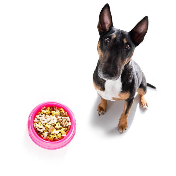 istock hungry dog with food bowl 1301824218