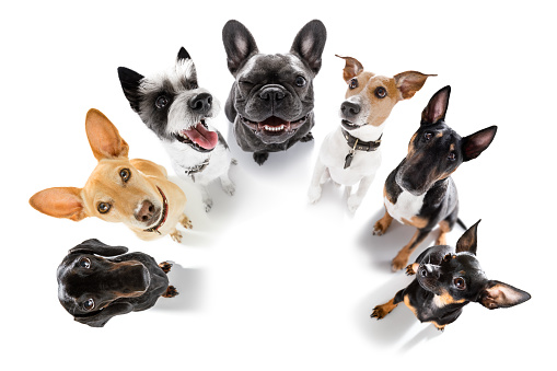 team group row of dogs taking a selfie isolated on white background, smile and happy snapshot