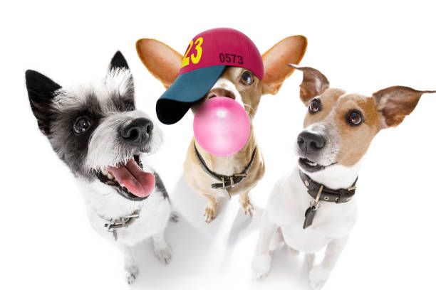 istock group of dogs taking selfie with smartphone 1301824911