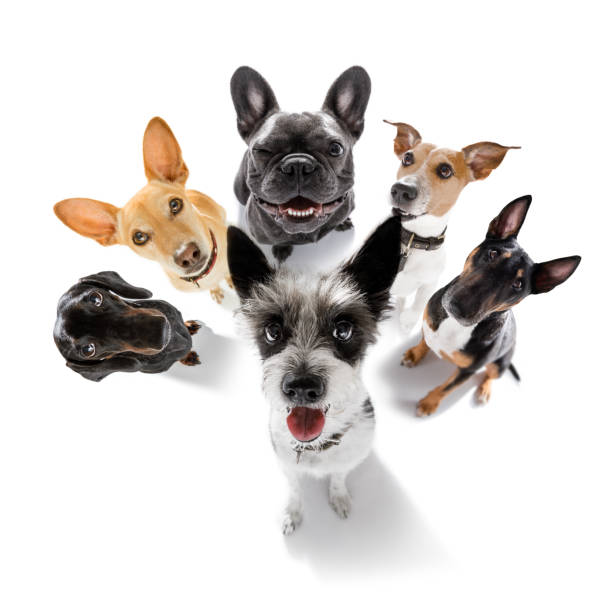 istock group of dogs taking selfie with smartphone 1301825225