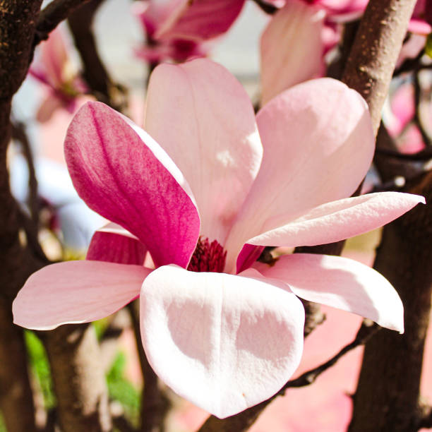 Beautiful Purple Magnolia in Bloom, Subtropical Spring Paradise