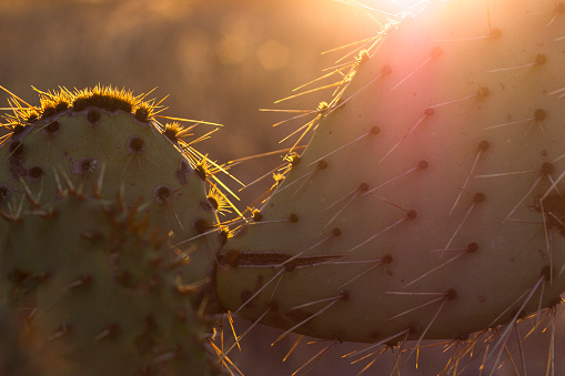 Prickly pear in the morning light