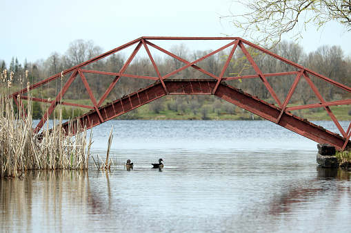 Mitchell Lake in Kawartha Lakes Ontario. Two ducks swim under a red bridge.