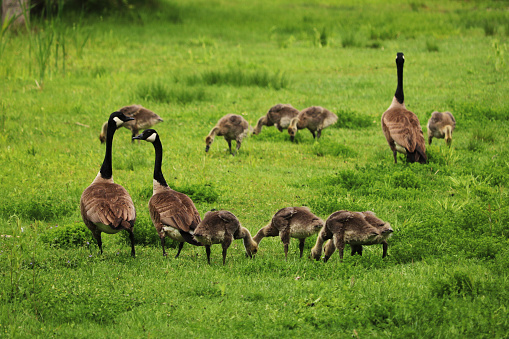 Parent geese keep watch for danger while adolescent goslings eat vegetation.