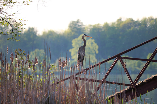 A Great Blue Heron standing on a bridge looking out onto the water.