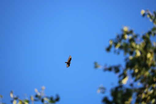 A turkey vulture flying high in the sky seen through the trees.