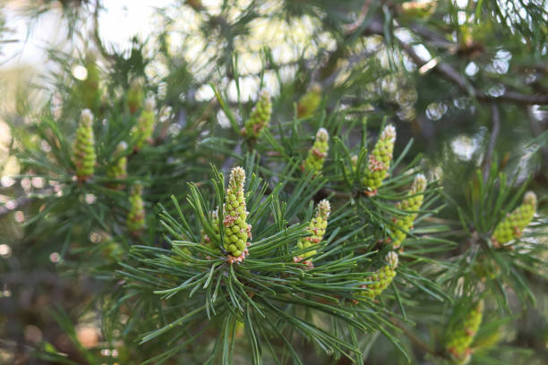 istock Lower branches of a pine tree covered in male cones 1301828279