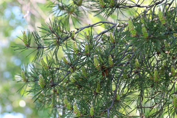 istock Lower branches of a pine tree covered in male cones 1301828303