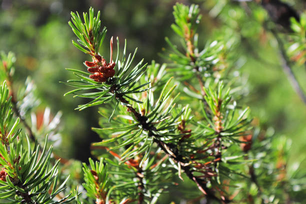 istock Male pollen cones on a Wiethorst Pine tree 1301828318