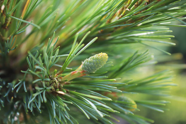 istock Background of a pine cone forming between long needles 1301828379