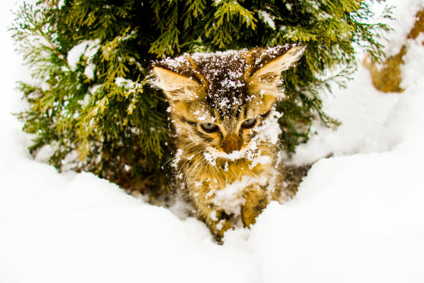 Beautiful fluffy kitten in the snow under the Christmas tree close-up