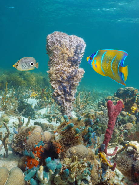 istock Caribbean sea marine life sponge with fish 1301829641