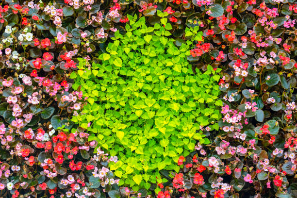 Beautiful nature background with flowers and leafs, high angle view, background with copy space, full frame horizontal composition