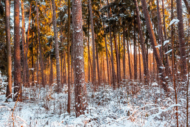 winter pine forest - lumber industry cold day forest imagens e fotografias de stock