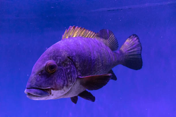 아름다운 물고기는 바다, 바다에서 수중 수영, 수족관이나 수족관에서 - angelfish fish pets sea life 뉴스 사진 이미지