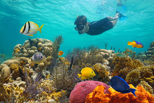 Caribbean sea colorful coral reef with tropical fish and a man snorkeling underwater