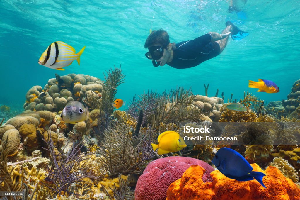 Caribbean sea colorful coral reef snorkeling Caribbean sea colorful coral reef with tropical fish and a man snorkeling underwater Snorkeling Stock Photo