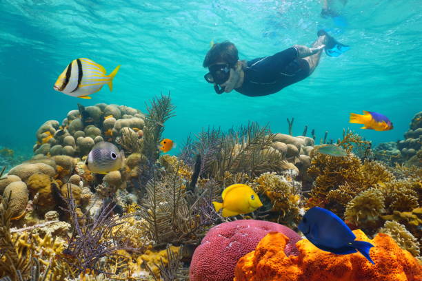 Caribbean sea colorful coral reef snorkeling Caribbean sea colorful coral reef with tropical fish and a man snorkeling underwater underwater diving stock pictures, royalty-free photos & images