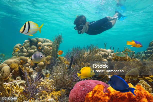 Caribbean Sea Colorful Coral Reef Snorkeling Stock Photo - Download Image Now - Snorkeling, Snorkel, Panama