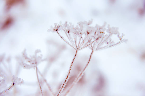 istock Queen Annes lace covered with rime 1301831178