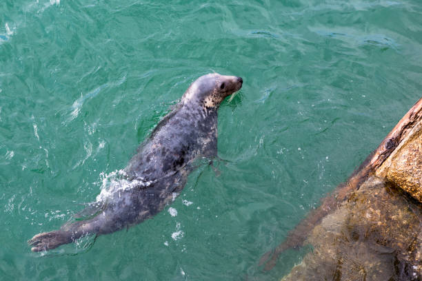 foca grigia (halichoerus grypus) nel porto di st. ives, cornovaglia, regno unito - grypus foto e immagini stock