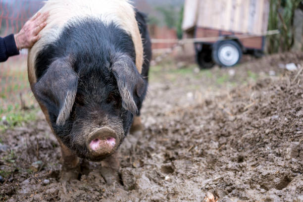 istock Farmer Caring For Pig on Organic Farm 1301833063