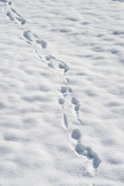 istock wild animal steps in the snow 1301833311