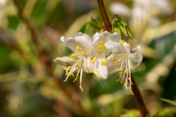 istock Purpus honeysuckle (lonicera x purpusii) flowers 1301833667