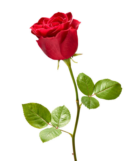istock flower rose petal blossom red nature beautiful background 1301834472