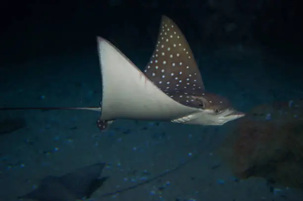 Cownose ray swimming in the water. Fish underwater in the aquarium