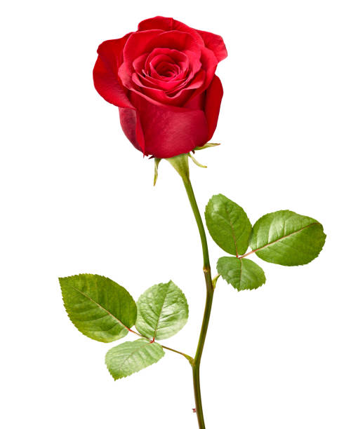 istock flower rose petal blossom red nature beautiful background 1301835510
