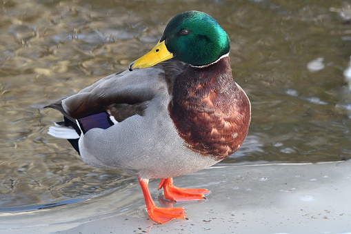 Male mallard standing on ice at edge of lake, looking over his shoulder. The mallard is probably the best-known North American duck, often tame but skittish in unpopulated areas.