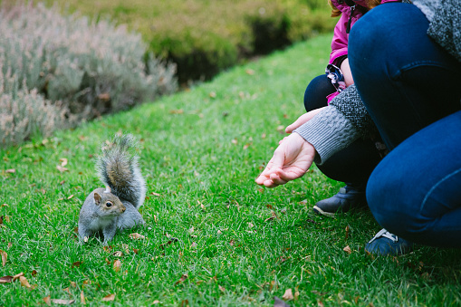 a woman with kids feeding a squirrel in a park from hands, making friends with animals in Ireland