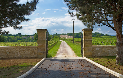 Bordeaux wine region: Vineyard at Dordogne